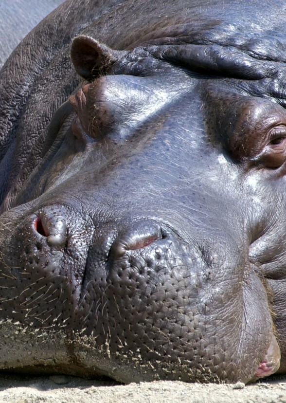 Hippopotamus