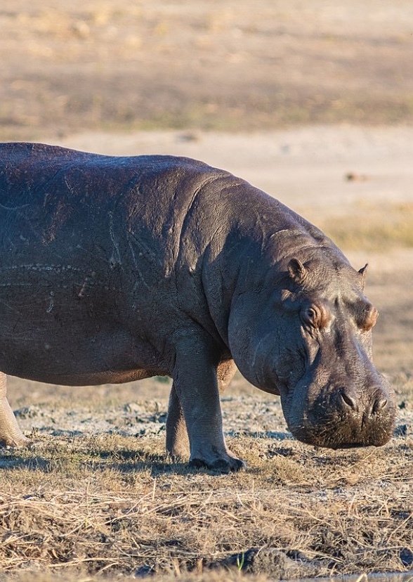 Hippopotamus