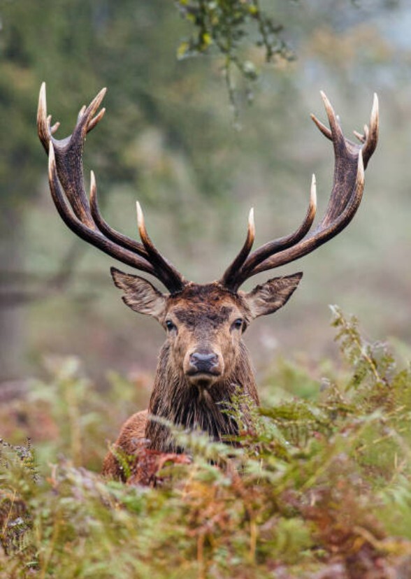 Hunter
