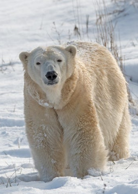 Ice Giant