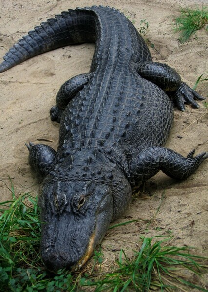 Im Sorry, AmericanAligator4 Fan Casting Poster