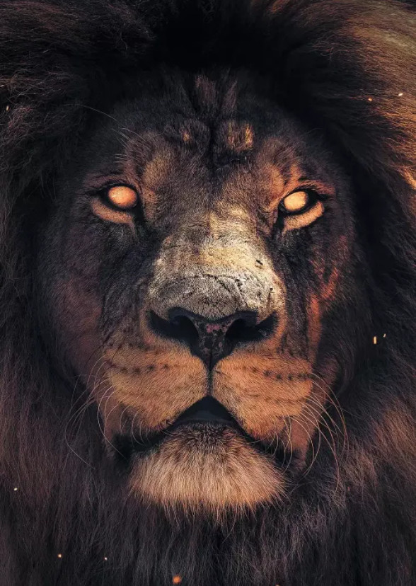 In the Eye of the Lion