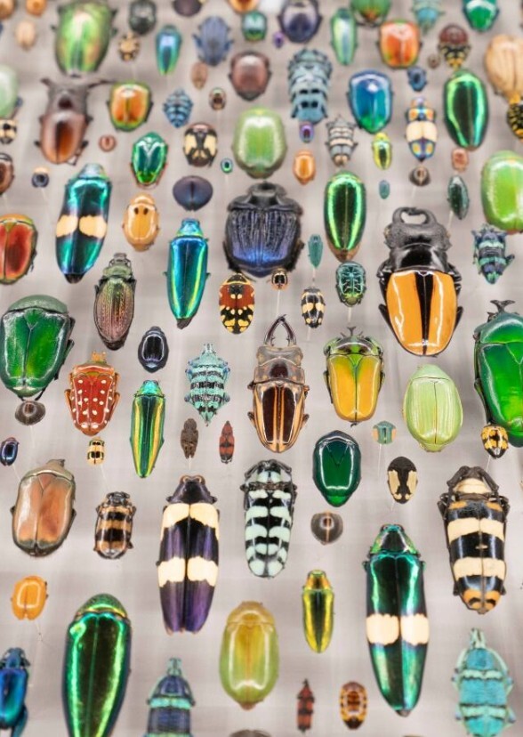 Insectarium