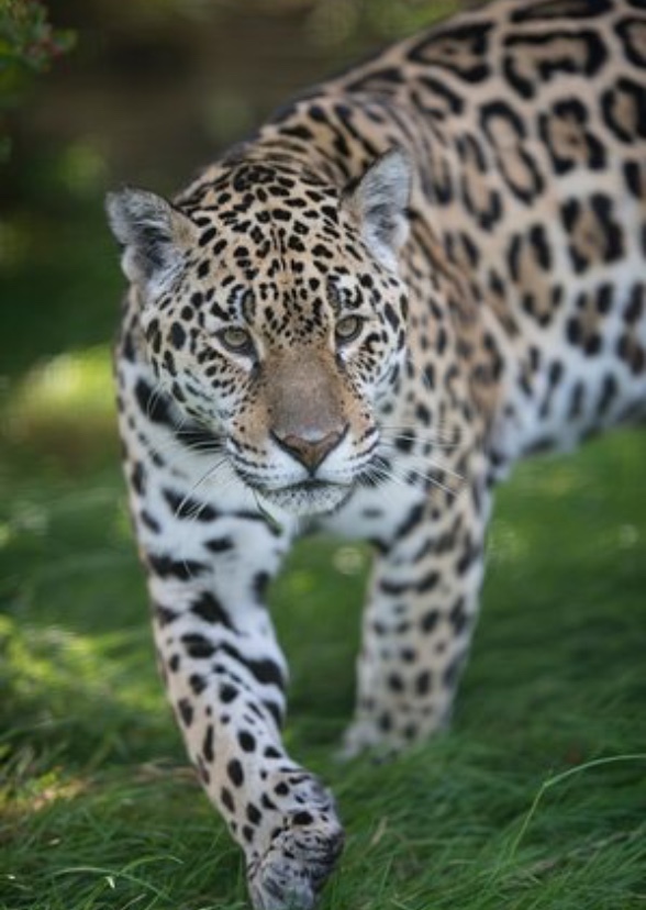 Jaguar
