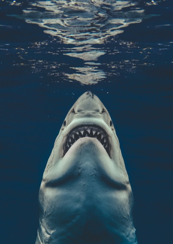 Jaws 1945