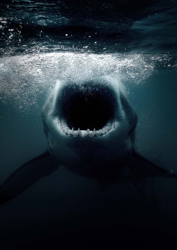 Jaws V