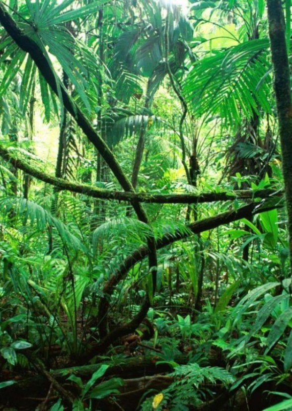 Jungle