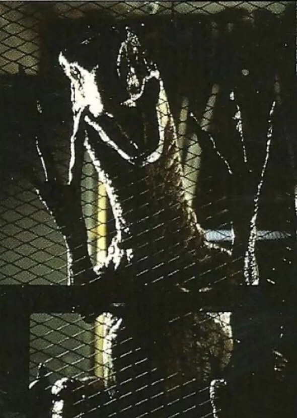 Jurassic Descent : The Forgotten Isle