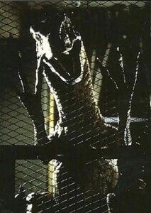 Jurassic Descent : The Forgotten Isle