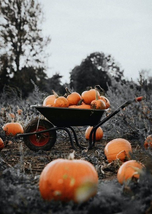 Killer pumpkin patch