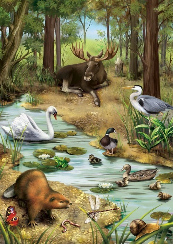 Life in the Wild (Anthology Film)