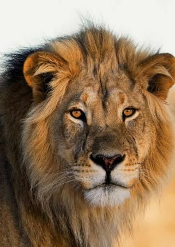 Lion Country (TV Series)