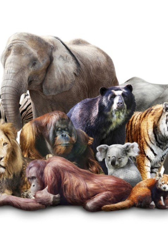 Mammals