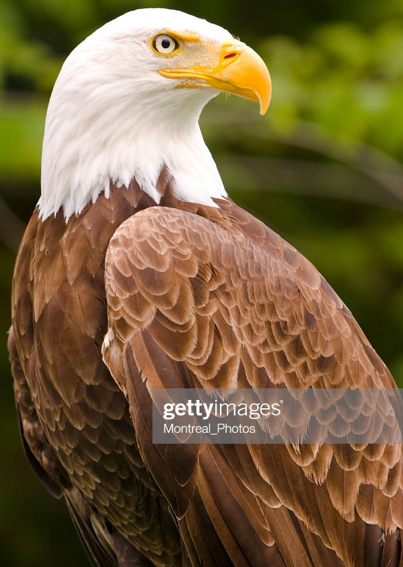 Michael the Bald Eagle (Sony/Columbia Pictures)