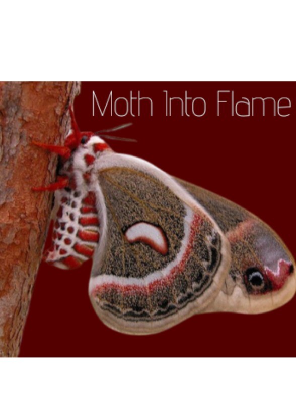 Moth into Flame