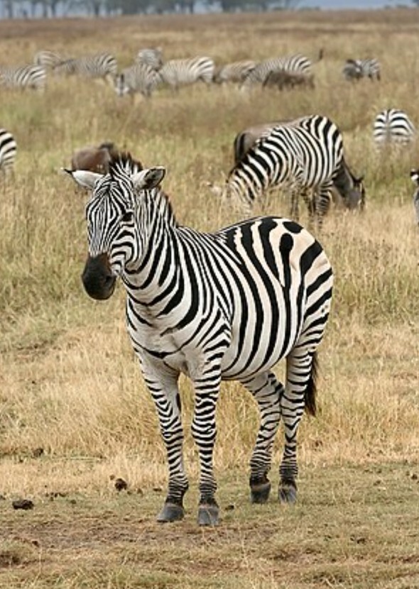National Geographic's Zebra