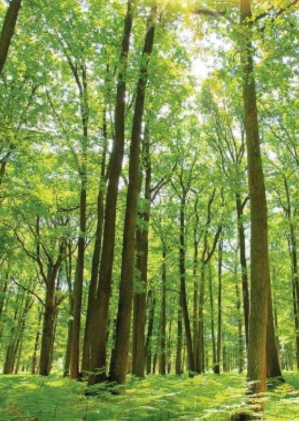 Nature’s 