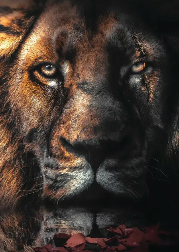 Nemean Lion
