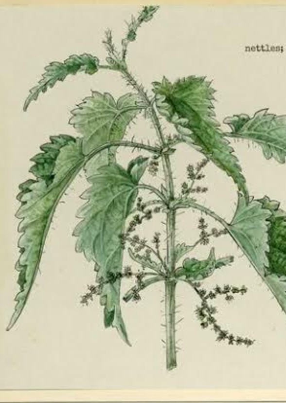 Nettles