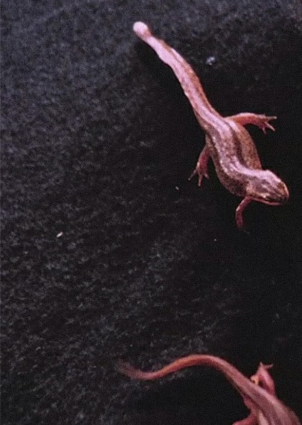 Newt