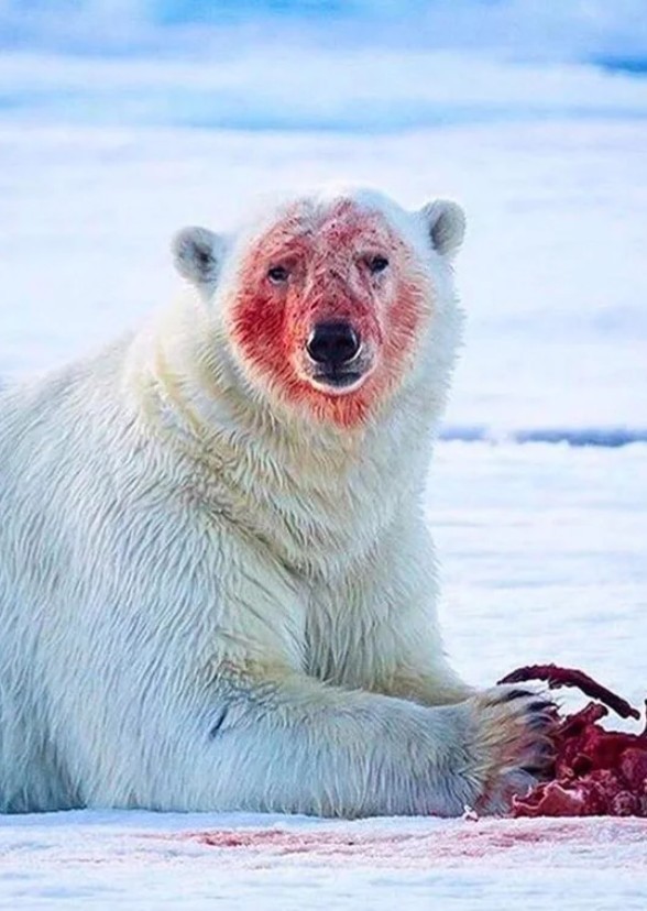 Norm of the North (live-action remake)