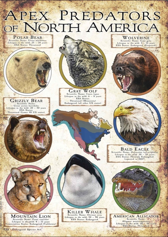 North American Animals