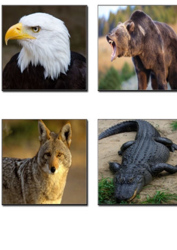 North American Animals (tv series)