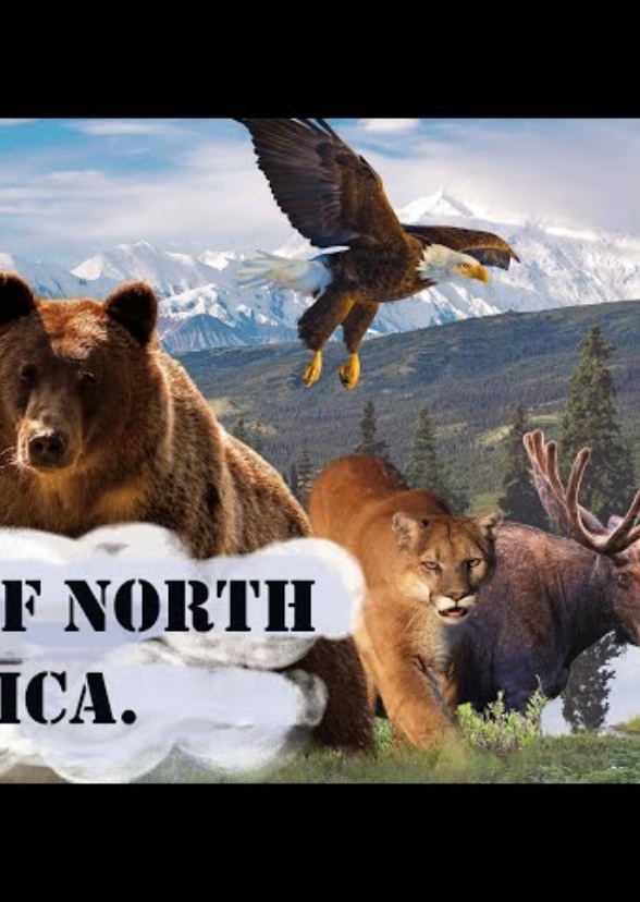 North American Animals