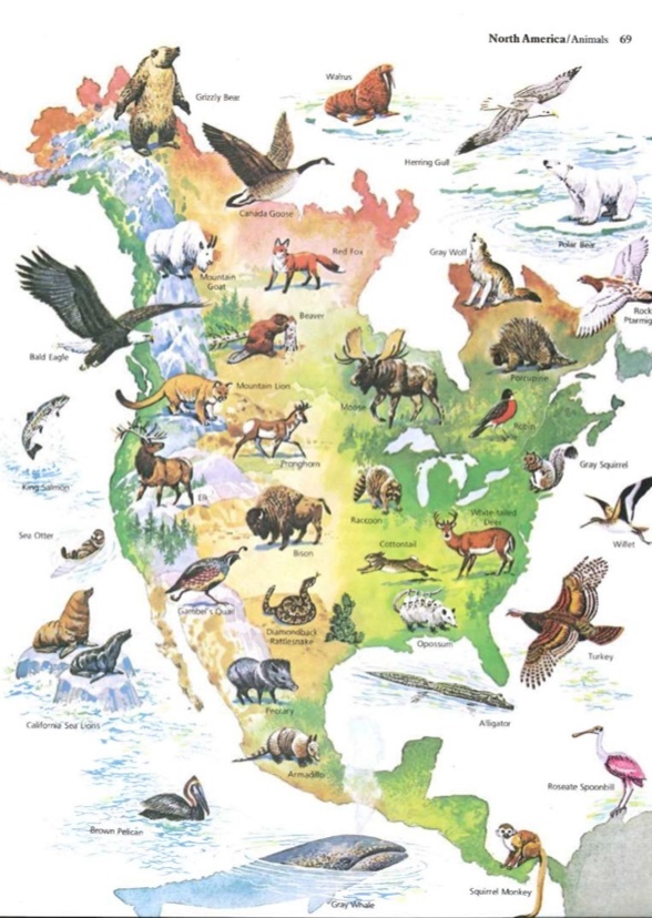 North American Animals 