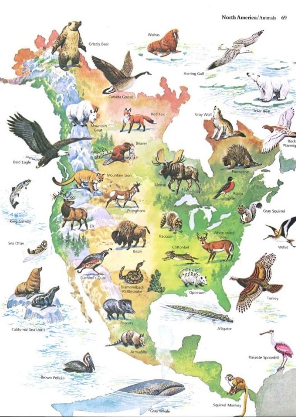 North American Animals 