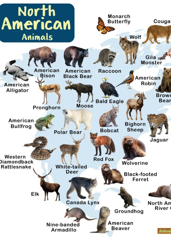 North American Animals