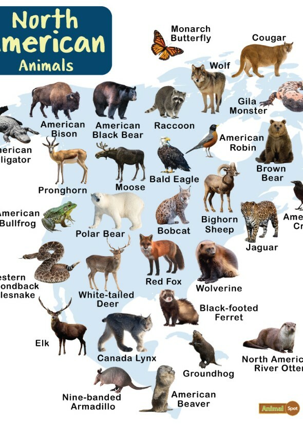 North American Animals 