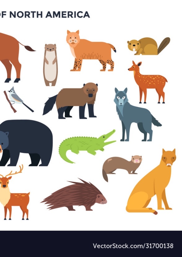 North American Animals (new version)