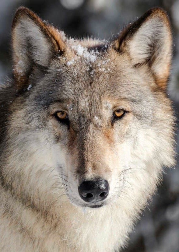 North American Animals : The Legends Of Mongolia 2024