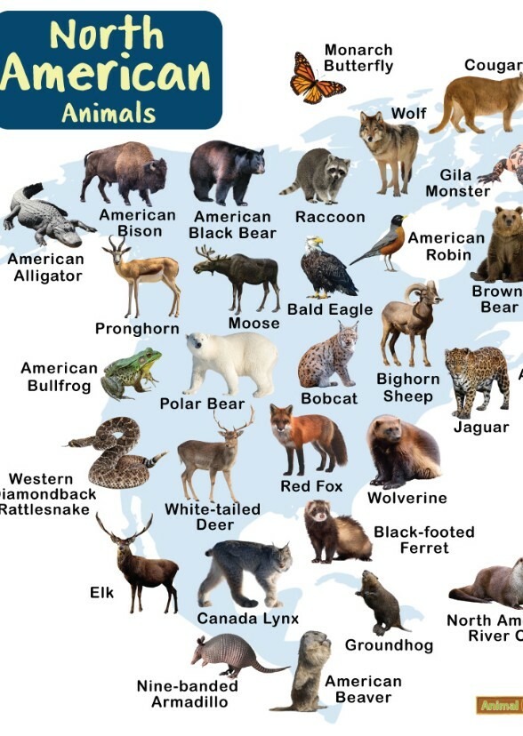 North American Animals (Voice actor references)