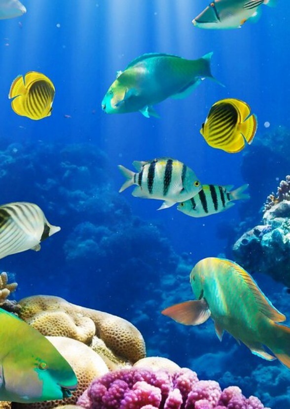 Ocean Voices