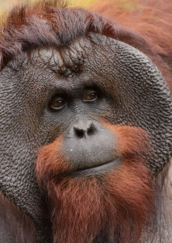 Orangutan