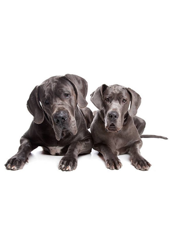 Our New Puppy Fan Casting on myCast