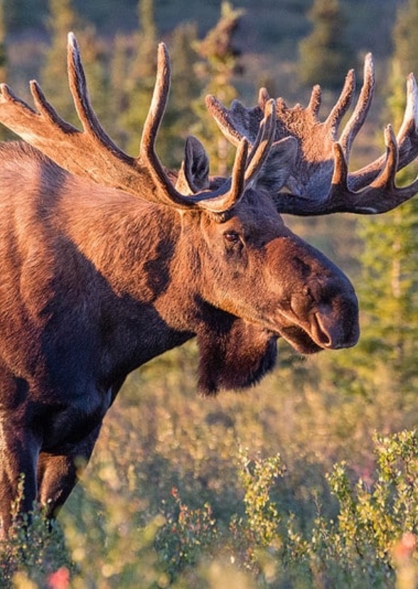 Planet Zoo North America (live action series)