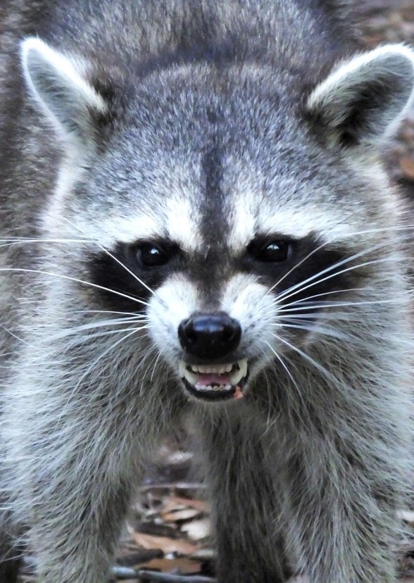 Raccoons
