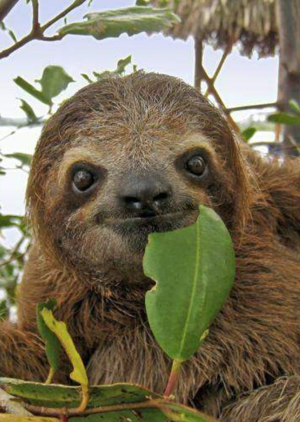 Rainforest Animals