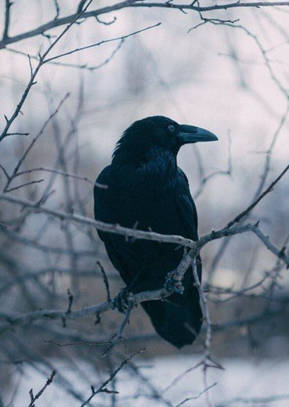 Raven (Animated series)