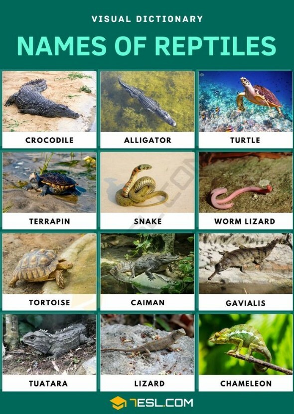 Reptile