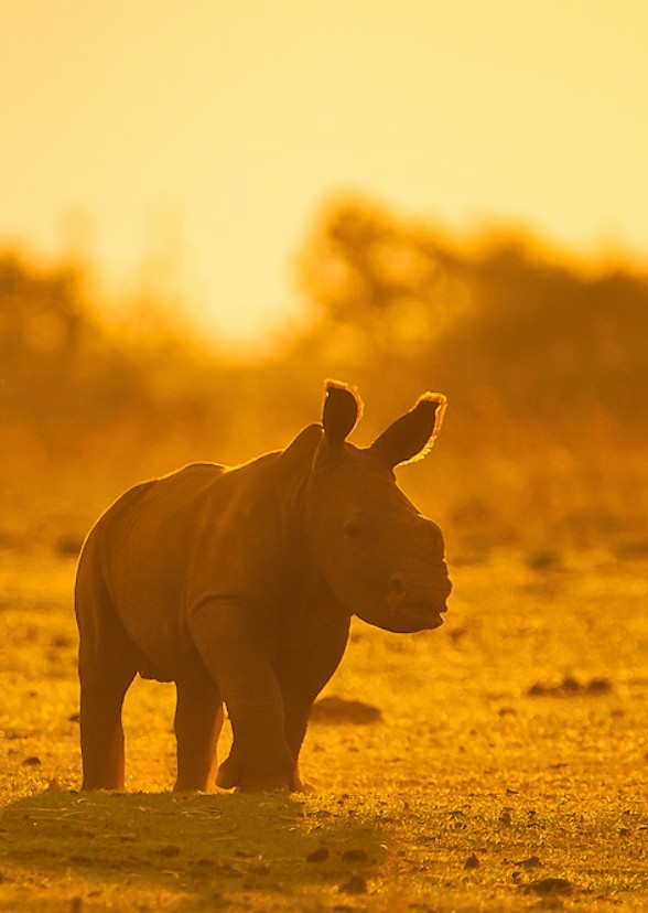 Rhino IMAX Documentary