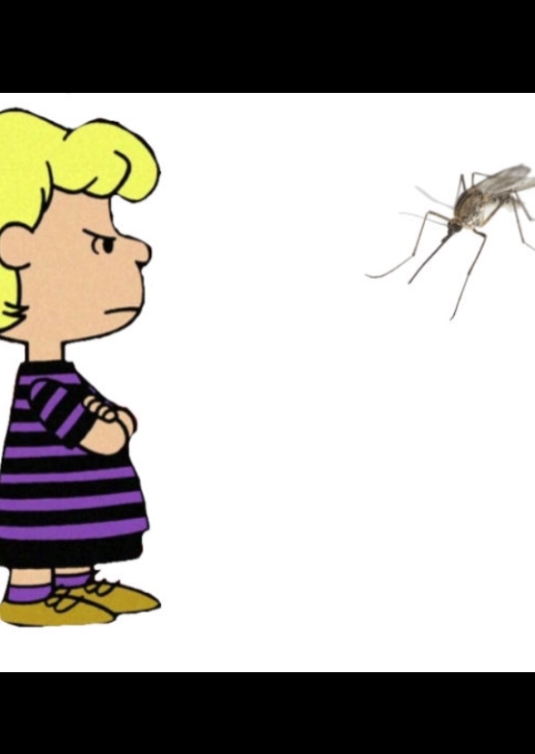 Schroeder vs A Mosquito 