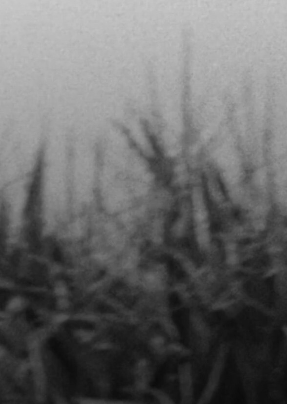 Scythe & Sparrow