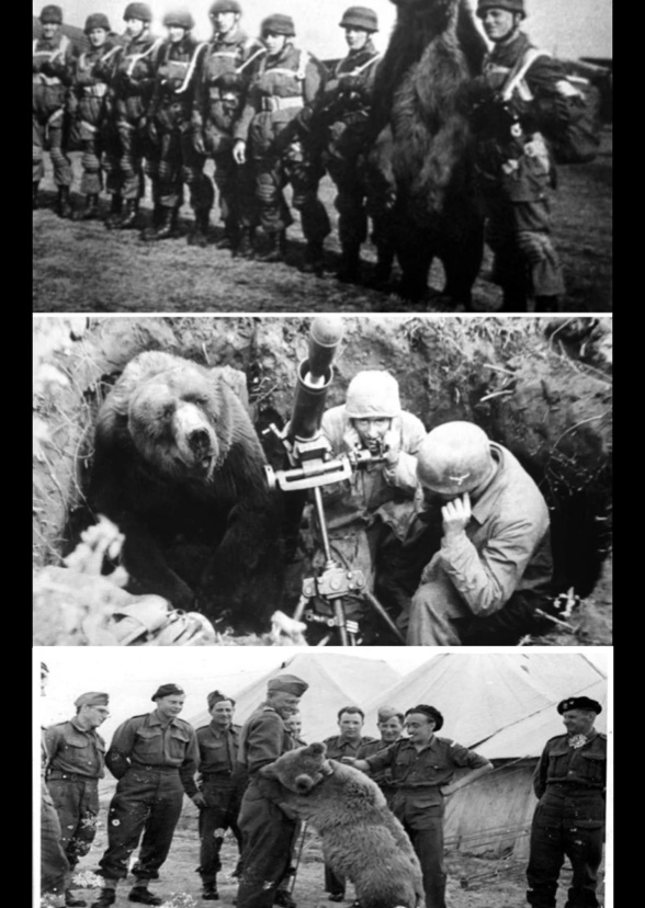 Soldier Bear