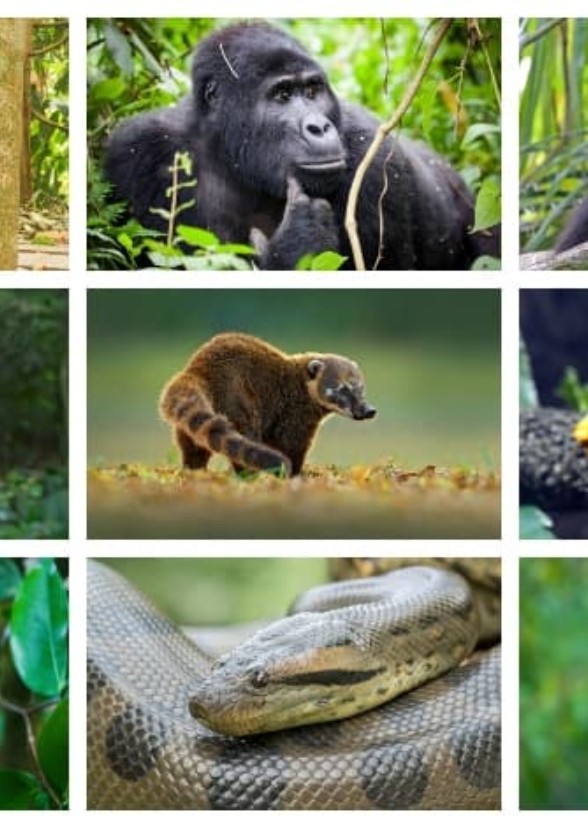 Songs of the Rainforest