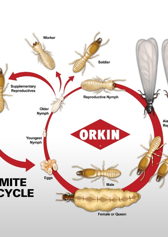 Sorting fictional characters into termite roles