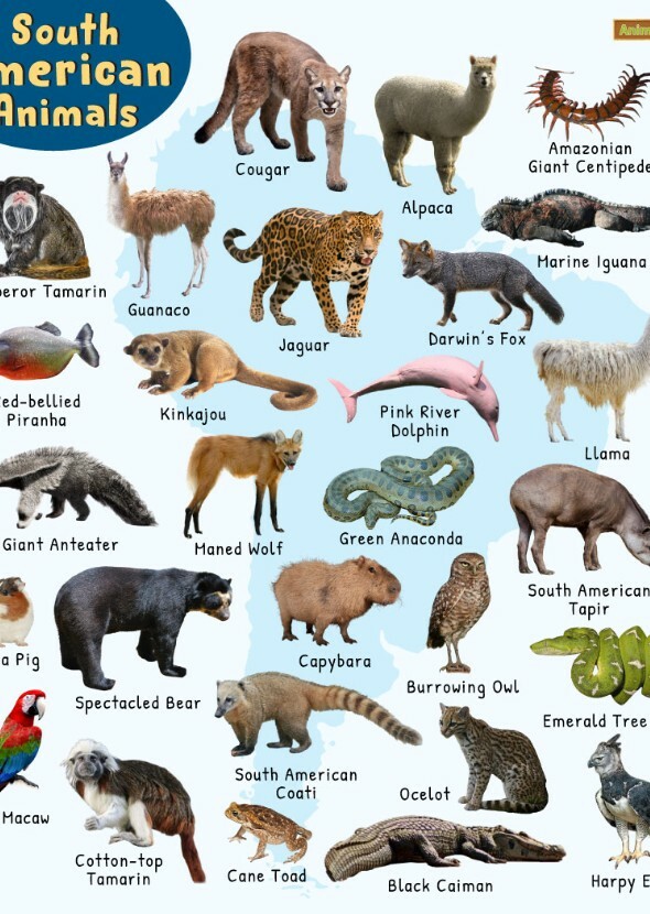 South American Animals